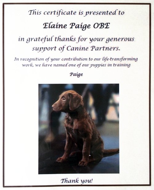 My Canine Partner puppy Paige